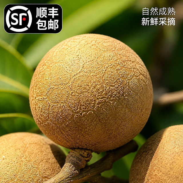 [主图-6] 微距细节展示，突出品质
[氛围风格] 微距质感，强调新鲜诱人
[画质] 超微距高清摄影，纹理清晰，质感真实
[元素] 石硖龙眼果实表皮纹理微距特写，展示新鲜自然的果皮质感，整颗果实完整清晰，保持原果实颜色纹理一致，左上角添加顺丰包邮标识
[光影] 侧光突出表皮纹理质感，明暗对比自然，突出新鲜度
[配色] 自然黄褐色果皮，背景虚化绿色叶片
[视角构图] 特写构图，果实居中，纹理清晰可见
[文字版式] 右上角小字“自然成熟 新鲜采摘”，白色字体
[输出要求] 1:1比例，文字清晰可辨，超高清商业摄影质感
[负向提示词] 纹理模糊，表皮皱缩，变形，水印