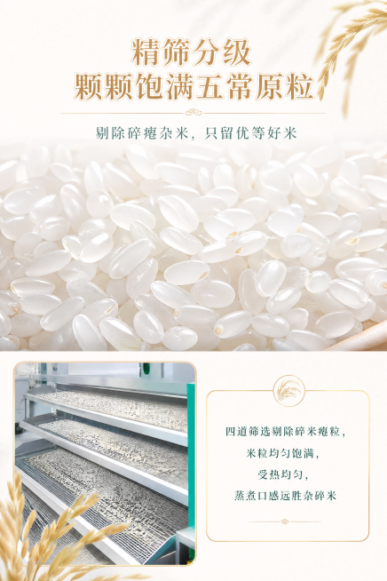 [第8屏] 米粒实拍｜甄选整粒饱满原粮
主标题：精筛分级 颗颗饱满五常原粒
副标题：剔除碎瘪杂米，只留优等好米
排版：上半满幅米粒大图，左下窄幅设备实拍，右侧留白配分段文字。
设计：纯白底加细珠光暗纹预览效果