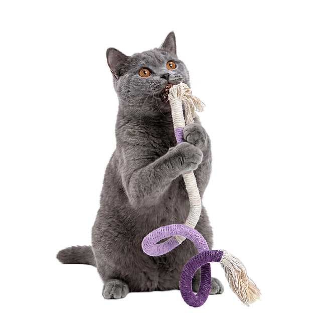 保持图片中蓝猫和逗猫棒的姿势构图不变，去除画面中所有绿色叶子，保留纯白色干净背景，真实高清摄影风格