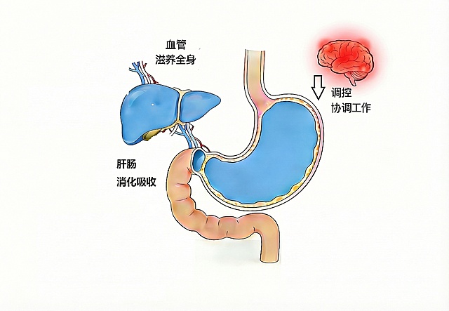 将图片中的肝脏区域修改为正常健康的蓝色，保留右上角脑部区域的红色（代表病变），保留原图其他所有内容和文字不变