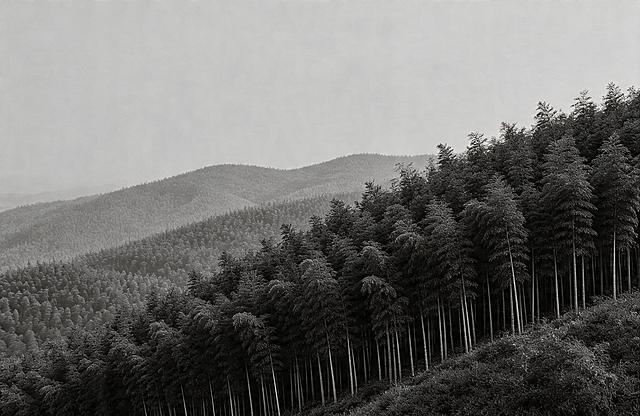 根据参考图的山脉起伏，生成一张黑白风格的竹林远景，茂密的竹林层层叠叠，从远处看如同连绵的山脉，写实摄影风格