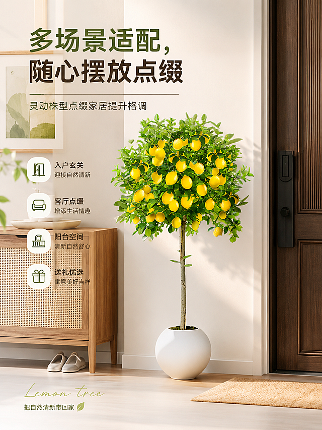 柠檬树盆栽多场景适配，展示摆放在入户玄关的样子，灵动株型点缀家居提升格调，画面清新自然，适合淘宝主图，添加文字卖点"多场景适配，随心摆放点缀"