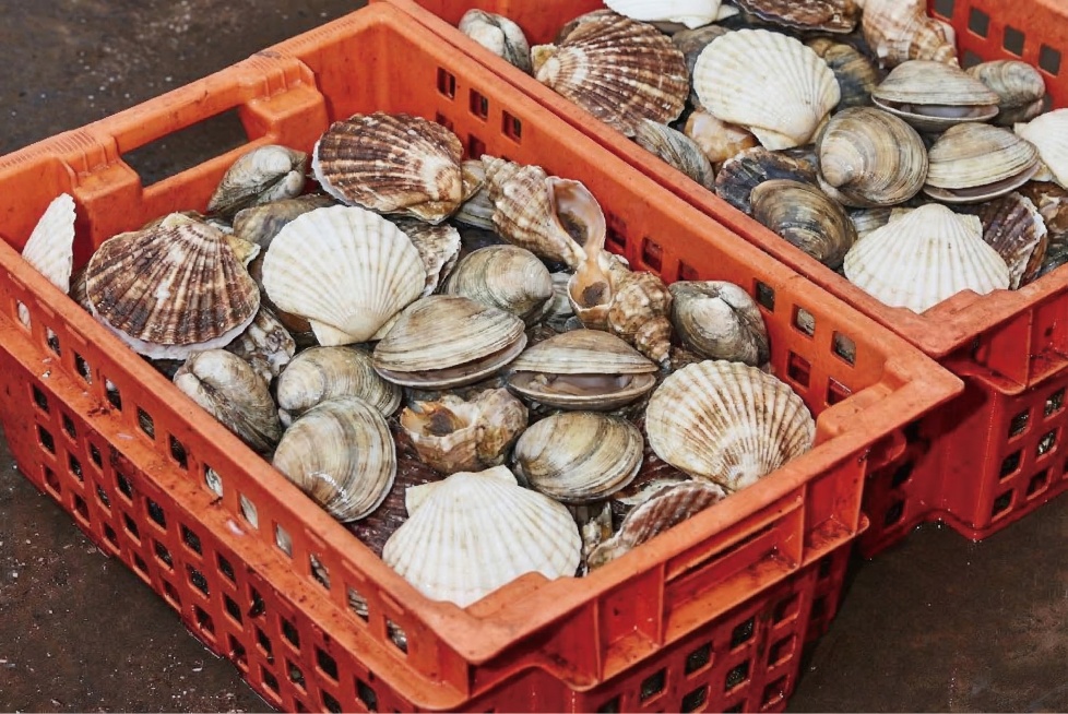 将图中橙色塑料筐内的生蚝替换为3个品种的常见贝壳，保持筐子和背景不变，整体风格写实，和原图一致预览效果