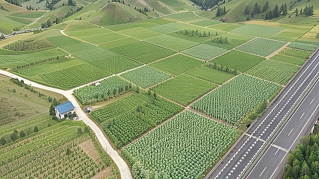 恢复为林地和道路
