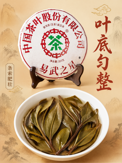 [主图-4 750*1000] 易武普洱茶叶底展示主图，保持易武之星普洱茶饼外观、物理结构、材质质感、颜色与输入产品图绝对一致，杜绝任何变形和色差，精细化处理。上方展示完整茶饼，下方微距展示冲泡后舒展预览效果