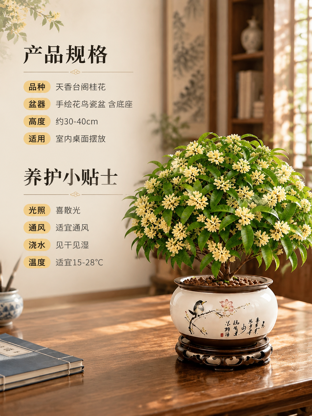 [主图-5] 天香台阁桂花盆栽 规格与养护信息图 帮助用户决策… - 图片创意预览