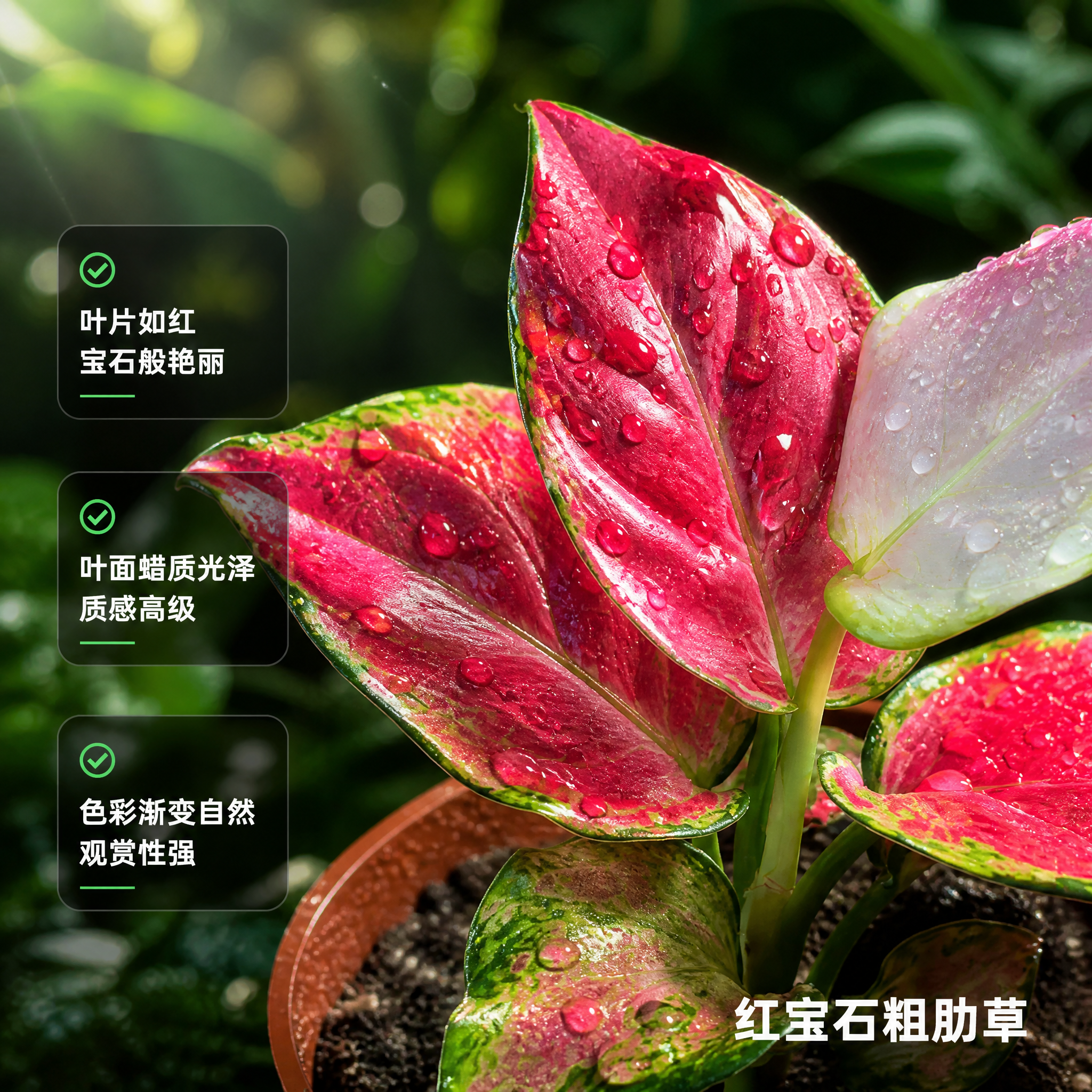 [主图-2] 红宝石粗肋草 叶片细节特写卖点图 真实质感展示… - 图片创意预览