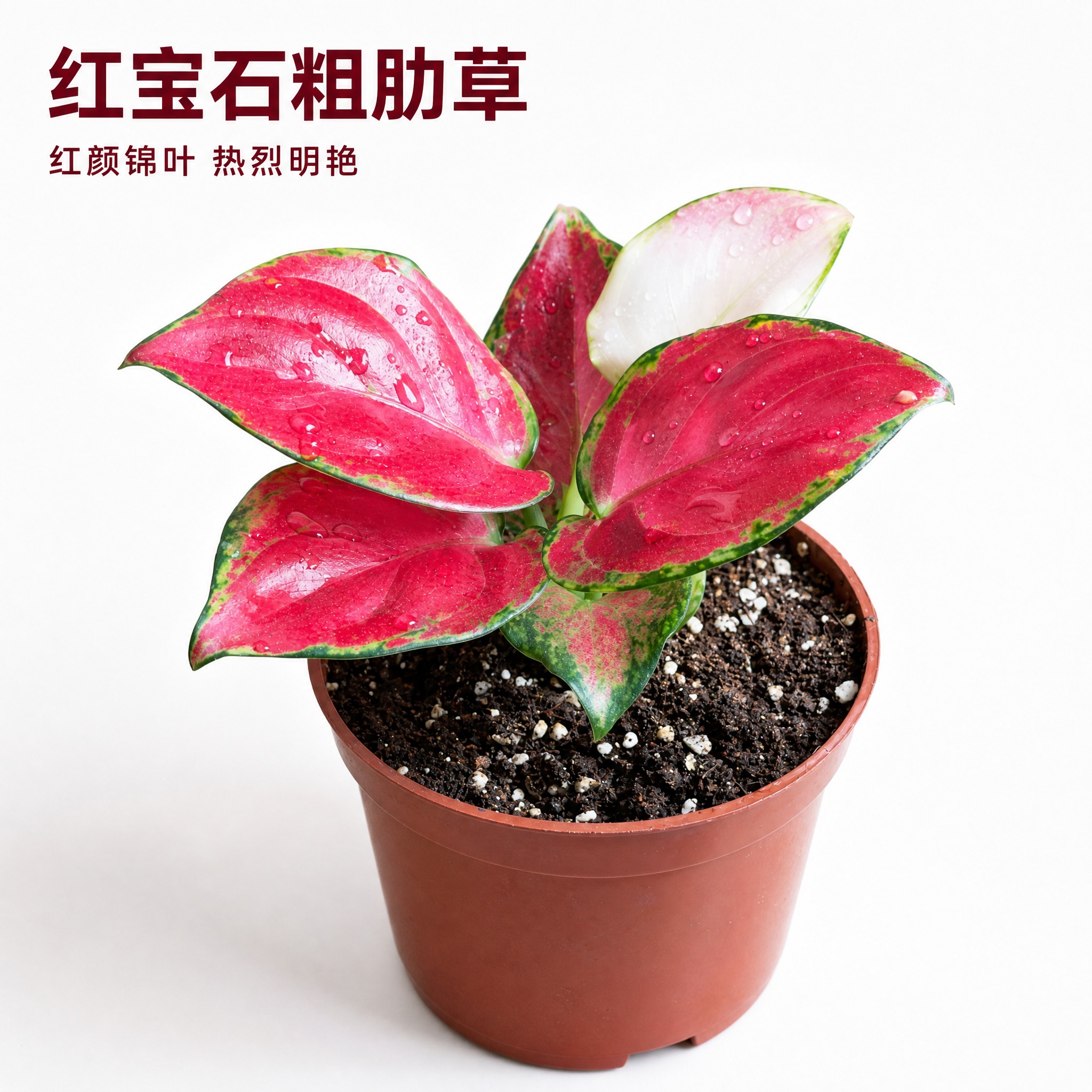 [主图-2] 红宝石粗肋草 白底英雄主图 唯一任务：展示红宝石… - 图片创意预览