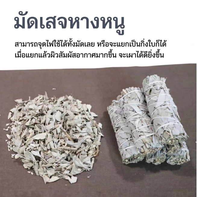 保留原图白鼠尾草的构图，将中文文字替换为泰语翻译：
มัดเสจหางหนู
สามารถจุดไฟใช้ได้ทั้งมัดเลย หรือจะแยกเป็นกิ่งใบก็ได้
เมื่อแยก预览效果