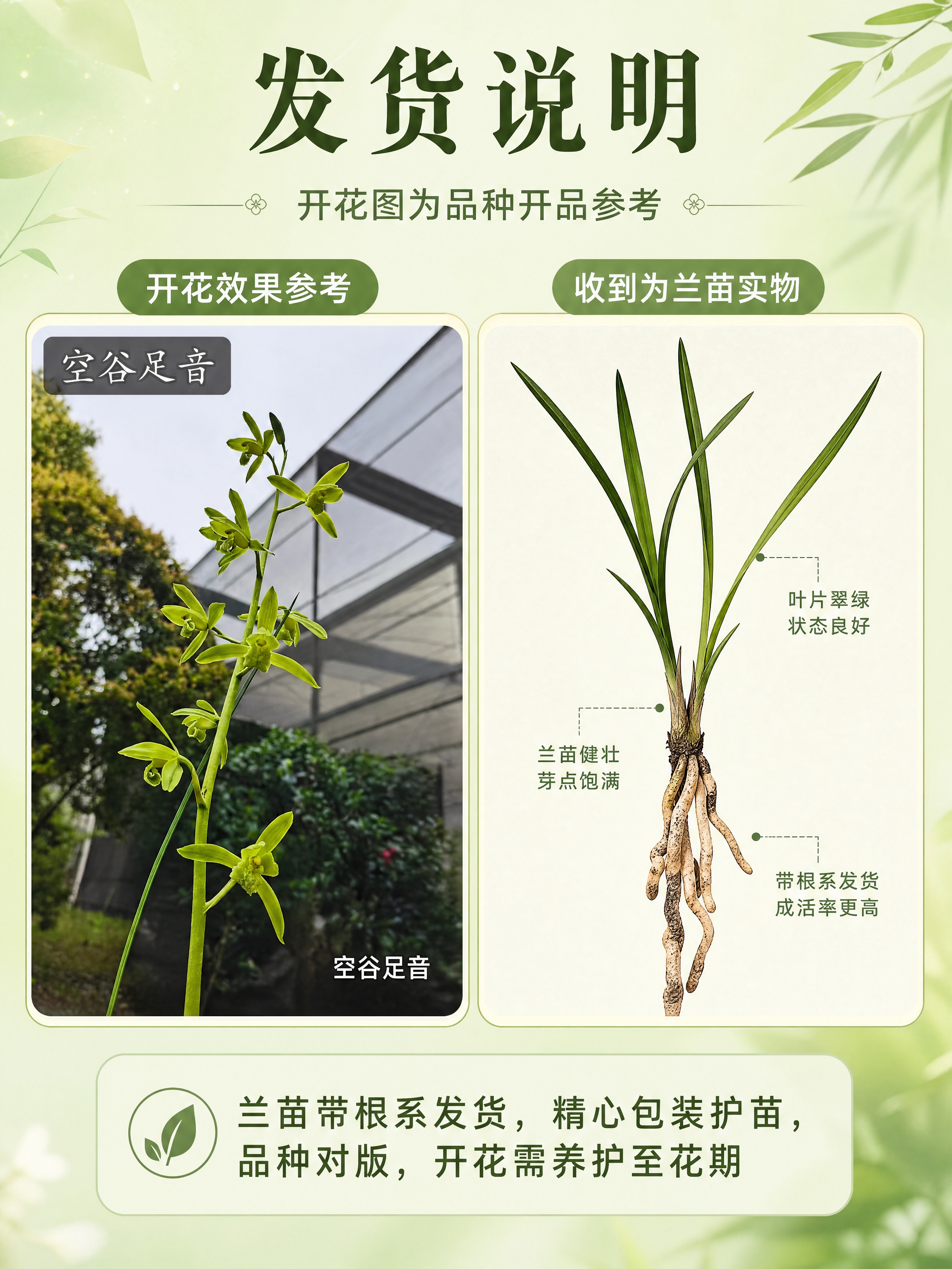 [商品] 使用【图2】【图4】蕙兰「空谷足音」开花图作为开品参… - 图片创意预览
