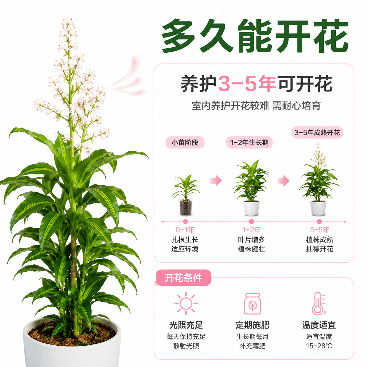 [主图-7] 金心也门铁 开花时间与条件 洁白背景 真实摄影… - 图片创意预览