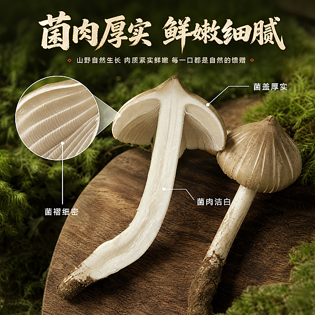[主图-3] 细节品质图，微距展示鸡枞菌菌肉厚实鲜嫩的内部纹理与品质细节。
[统一基调] 自然原生风格，背景主色为森林绿+暖棕泥土色，标题字色为米白色配暖金描边，辅助字色为浅米色，强调色为暖橙红；字体为粗笔刷书法体标题+清爽黑体辅助，整体温暖质朴有山野气息。
[画面] 画面中央为一朵被纵向切开的鸡枞菌剖面特写，保持原图外观的颜色和质感，展示内部洁白紧实的菌肉纹理，菌盖内侧的菌褶清晰细密，切面有微微的水润光泽。旁边放着1朵完整的鸡枞菌做对比，保持原图外观特征。背景为虚化的深绿色青苔和木质砧板，左上角有放大镜效果区域放大展示菌褶的细密结构。用极细的白色引线从剖面各部位引出标注。
[光影质感] 侧上方柔和暖光，突出切面的菌肉纹理和水润质感，菌褶层次分明，底部有自然柔和的接触阴影。
[配色] 深绿背景+暖棕木色+洁白菌肉+浅棕菌盖，文字米白色，引线和标注为白色细线。
[文字版式] 顶部主标题"菌肉厚实 鲜嫩细腻"粗笔刷书法体；剖面三处引线标注："菌盖厚实""菌肉洁白""菌褶细密"，标注文字为小号清爽黑体。文字均放在负空间不遮挡主体。
[输出要求] 1:1正方形比例，2048*2048，鸡枞菌外观与输入图完全一致，切面纹理真实自然，文字清晰可读；禁止变形、错字、模糊、杂乱、水印、平台Logo、悬浮感。