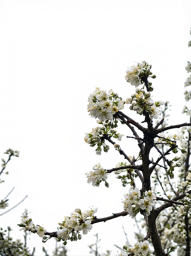 保留梨花和枝干，将原来的浅灰蓝色背景更换为干净的纯白色背景