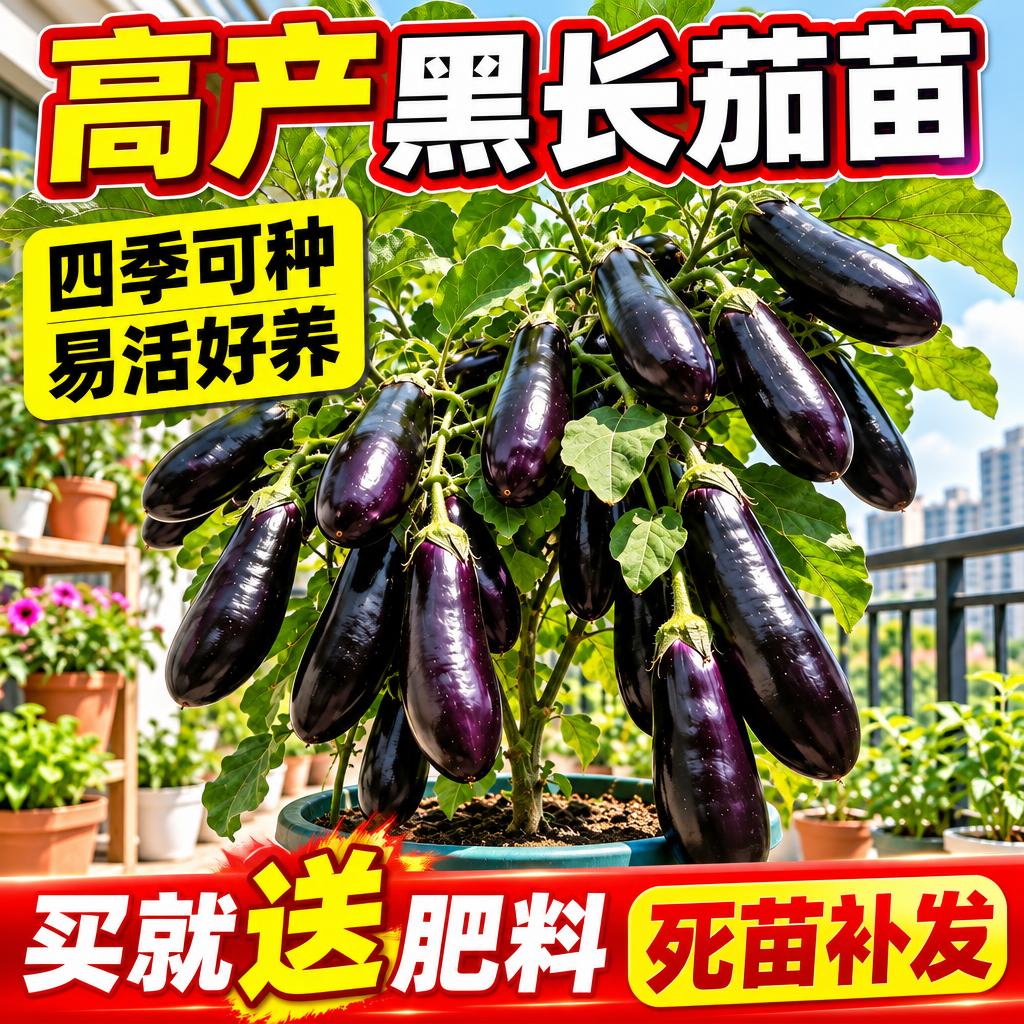 基于参考图生成淘宝天猫电商主图，1:1正方形，商品为高产黑长茄… - 图片创意预览