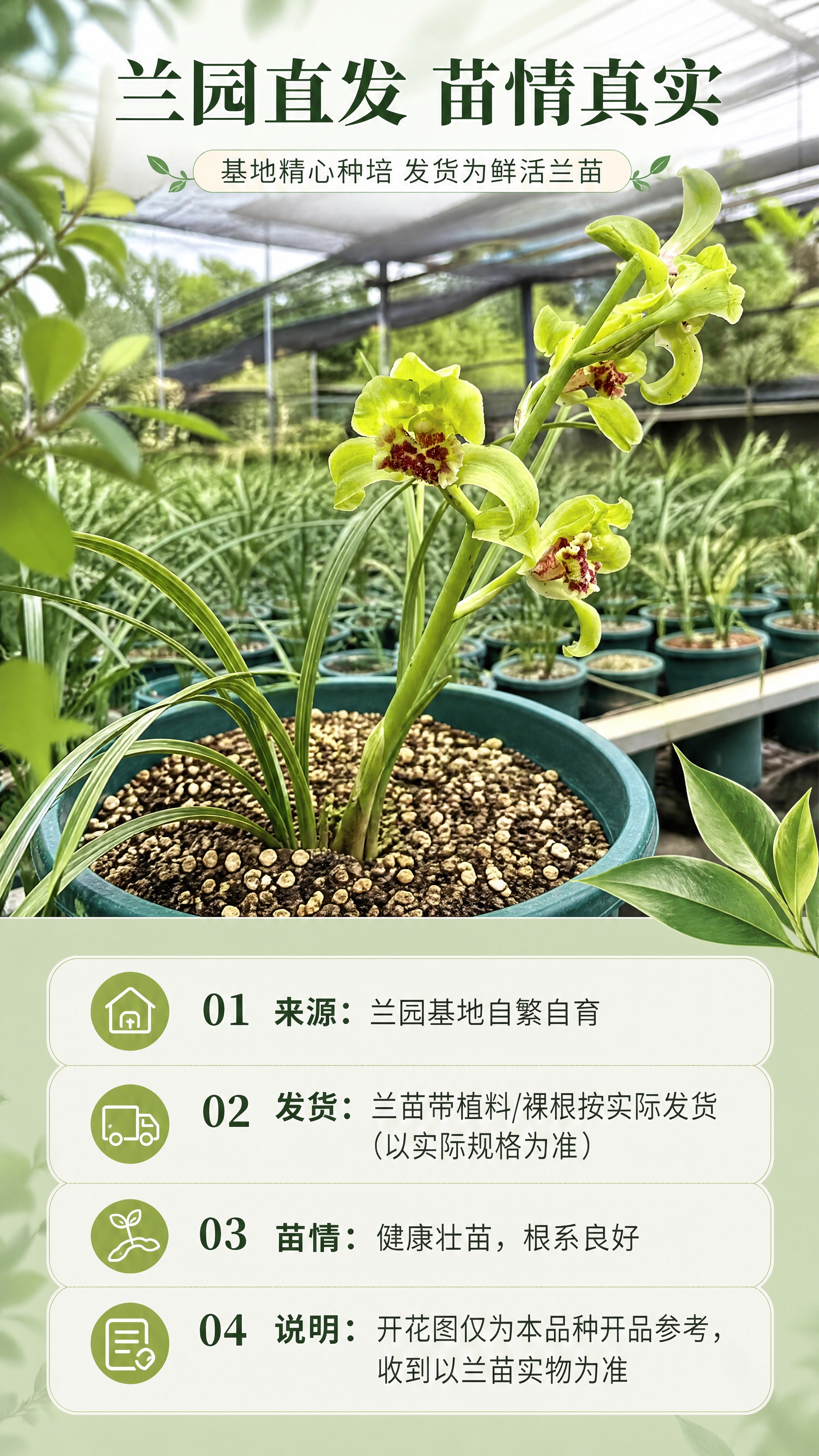 [商品] 使用【图1】蕙兰绿蕙梅瓣兰花苗；保留整株兰花的苗株形… - 图片创意预览