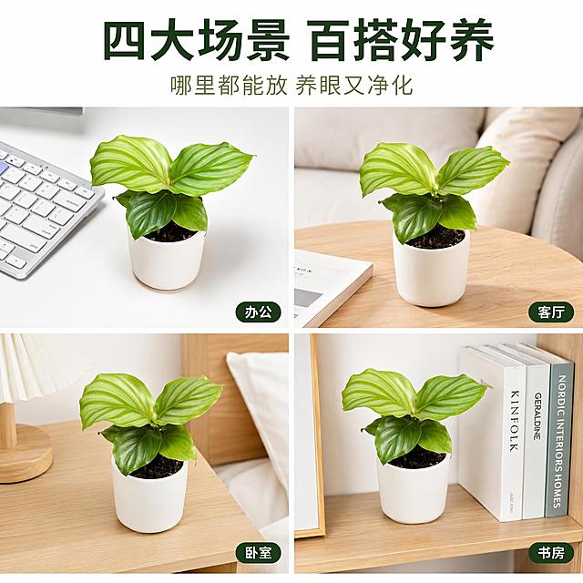 [主图-6] 青苹果竹芋苗多场景宫格 适用场景展示图。
[氛围风格] 清新多样 白底宫格拼图 真实摄影质感。
[画质] 超高清商业摄影 每格场景真实清晰 整体风格统一。
[元素] 画面为四宫格布局 每格都是青苹果竹芋苗在不同场景的实拍 背景均为白色或浅色：左上格-办公桌场景 配电脑键盘一角；右上格-客厅茶几场景 配沙发边缘；左下格-卧室床头柜场景 配台灯底座；右下格-书房书架层板场景 配书籍。每格中青苹果竹芋苗都栽种在简约白花盆中 叶片舒展 青苹果纹清晰。四格之间有细白色分隔线。保持青苹果竹芋苗外观与输入产品图绝对一致 杜绝变形色差。
[光影] 每格均为柔和自然光 光线方向统一 左上主光 整体明亮通透。
[配色] 主色叶绿 白 浅木色 背景纯白 文字深绿。
[视角构图] 四宫格等大排列 2x2布局 顶部留白放标题 每格内构图饱满 主体清晰。
[文字版式] 顶部居中主标题深绿粗体大字"四大场景 百搭好养" 下方小字浅绿"哪里都能放 养眼又净化"。每格右下角有小标签 深绿底白字 分别为"办公""客厅""卧室""书房"。标签小而清晰。
[输出要求] 1:1比例 文字清晰可辨 超高清商业摄影质感。
[负向提示词] 变形 文字错乱 产品模糊 背景杂乱 水印 电商平台Logo。