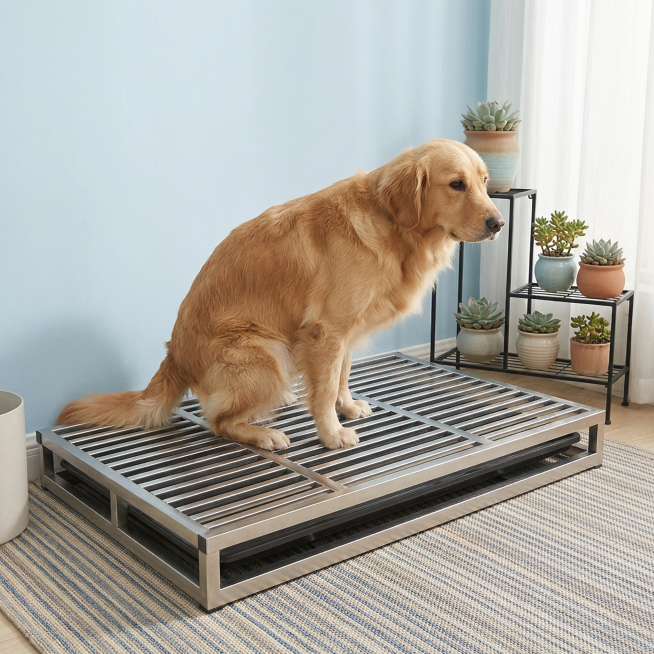 小清新温馨可爱ins风阳台电商场景图，主体是不锈钢狗厕所，保持产品原有结构不变，一只金毛正在狗厕所上厕所，突出展示狗厕所产品。场景是浅蓝色墙面的阳台角落，地面铺着条纹防滑地垫，旁边放着简约铁艺花架和多预览效果