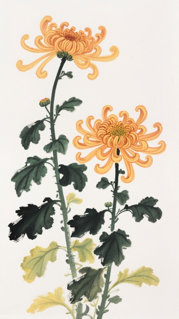 中国传统水墨风格插画，两朵盛开的橙黄色菊花，花瓣卷曲呈放射状，花蕊饱满，墨绿色花茎挺立，两侧分布多片深绿与浅绿渐变的锯齿状叶片，部分嫩叶呈黄绿色，笔触兼具水墨的晕染感与工笔的细腻线条，整体构图为垂直向上的自然生长形态，背景为纯白色，营造出清雅高洁的文人画氛围，色彩明快和谐，展现菊花的傲然姿态与勃勃生机。预览效果