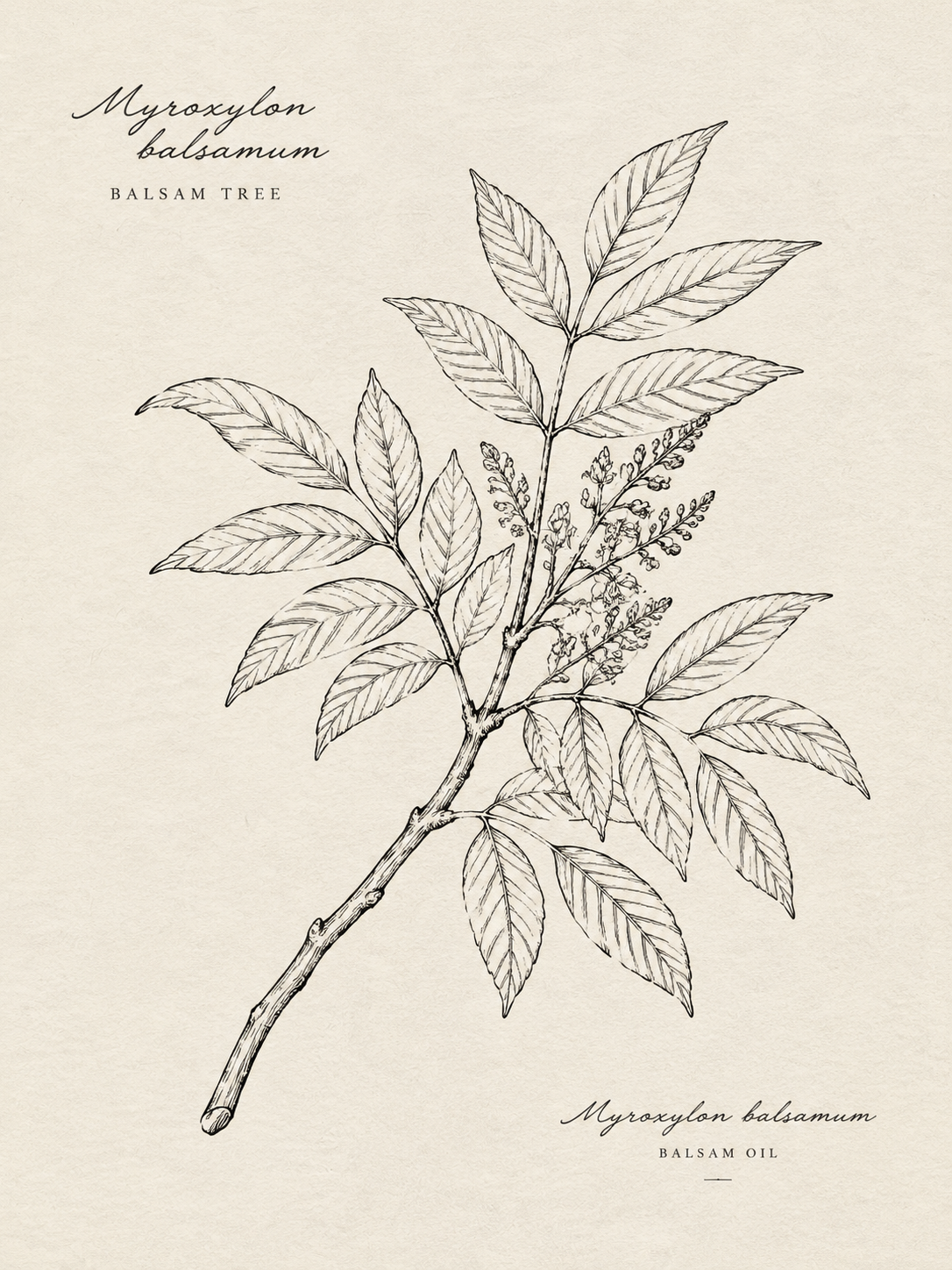 古巴香脂（苦配巴）植物线描简笔画，带有羽状复叶的古巴香脂树枝条… - 图片创意预览