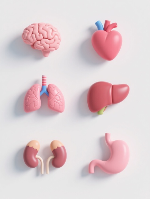 白色纯色背景，六个具有相同3D立体风格的人体器官医学插画图标规整排布，每个器官都呈现出细腻的解剖学细节和柔和的粉红色调，表面有真实的纹理和阴影效果，分别是大脑、心脏、肺脏、肝脏、肾脏和胃，整体设计简洁清晰，具有科学准确性和视觉统一性预览效果