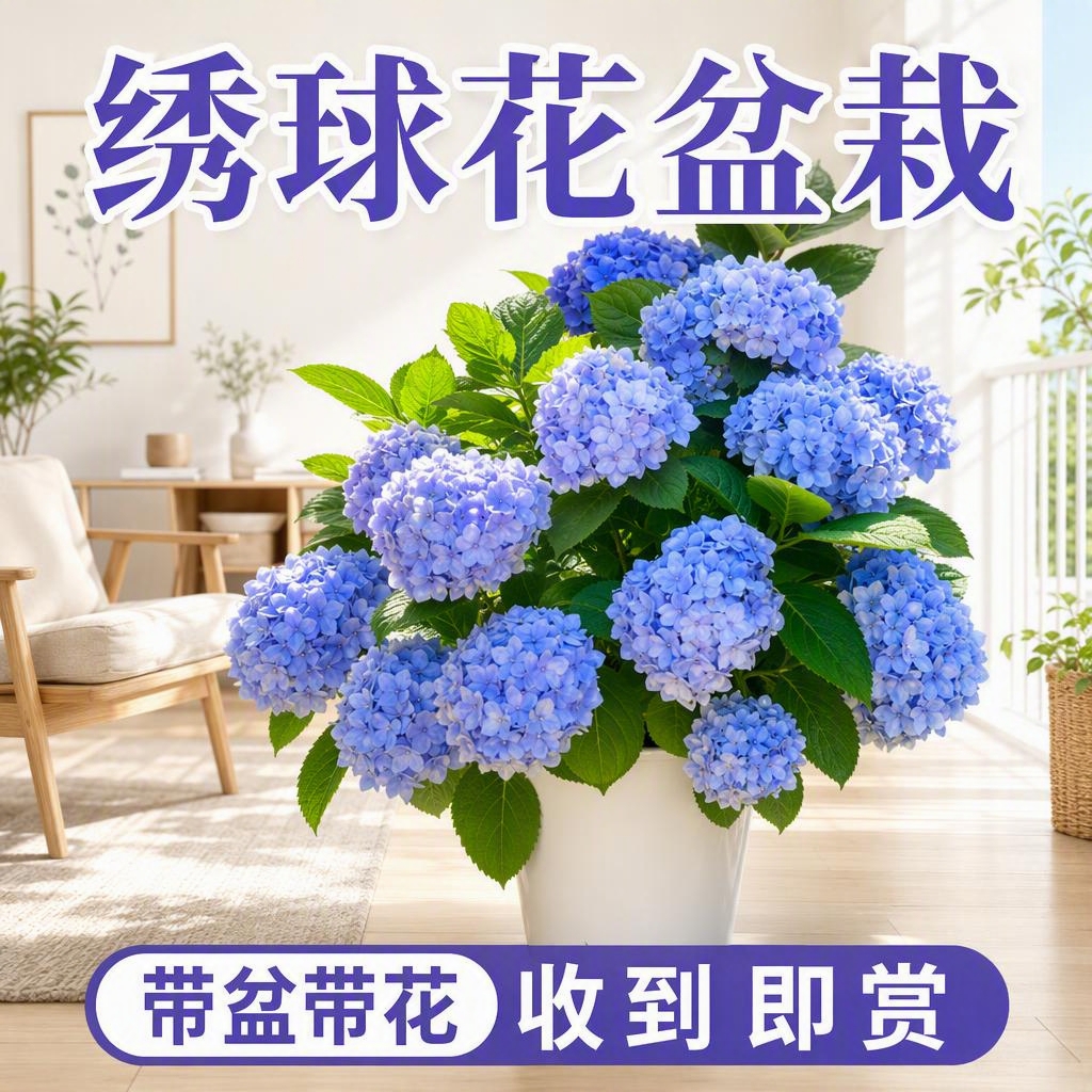 淘宝天猫电商主图，1:1正方形，商品为绣球花盆栽，带盆带花，蓝… - 图片创意预览