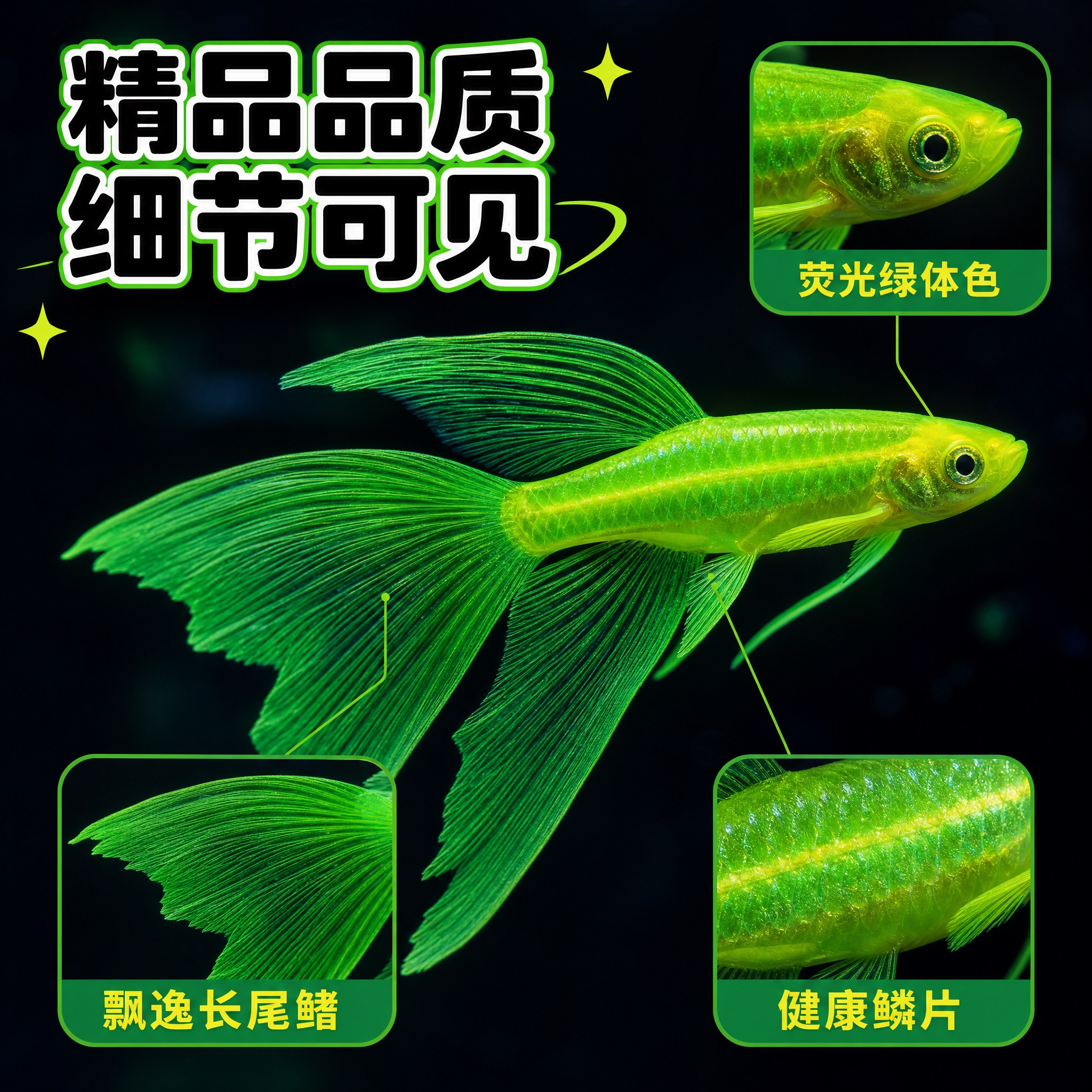 [主图-3] 细节特写图 展示翡翠绿长尾斑马鱼的鱼鳍纹理和体色… - 图片创意预览