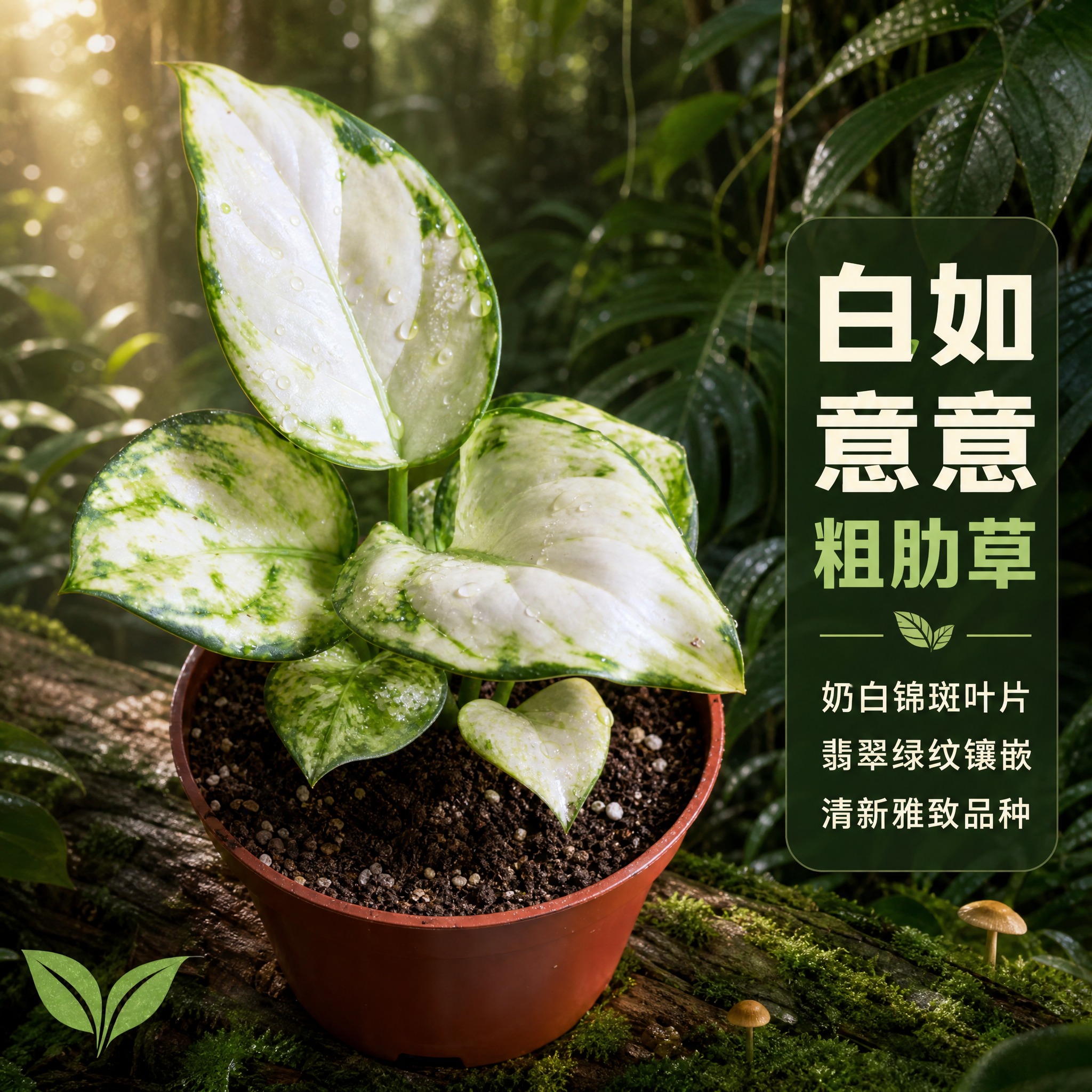[主图-3] 白如意粗肋草单品特写，主题：白如意粗肋草叶片细节… - 图片创意预览