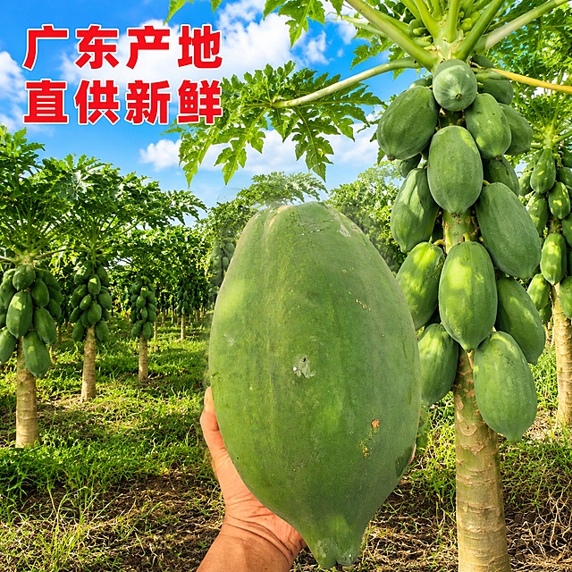 使用爆款主图复刻技能生成10张比例1:1的电商主图，适配平台为拼多多，商品为「图片1」，参考图为「图片1」，商品卖点为广西青木瓜修改成广东青木挂，