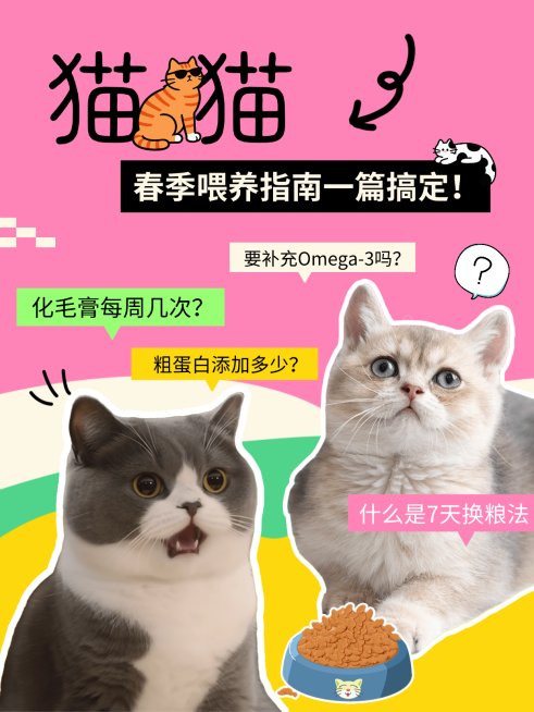 宠物猫咪喂养活动宣传小红书封面预览效果