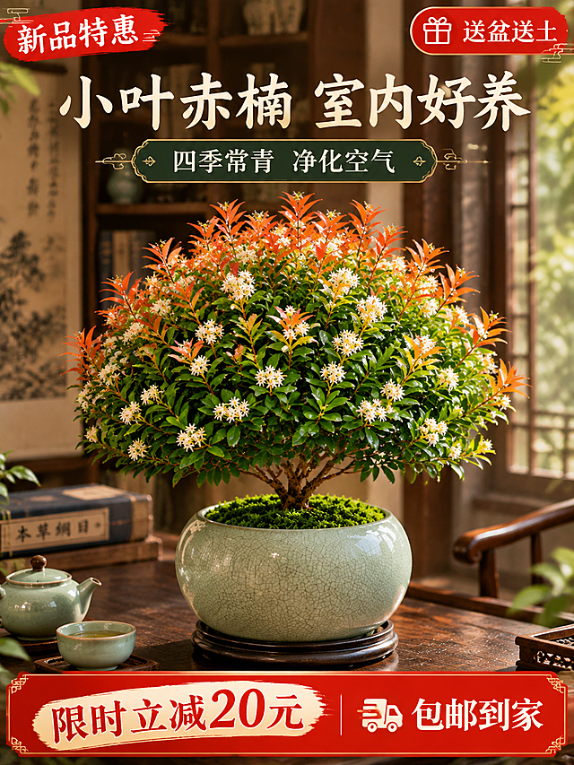 淘宝天猫电商主图，3:4竖版，小叶赤楠新中式禅意盆景，青瓷冰裂纹圆盆栽种，叶片翠绿带橙红色新芽，开满白色星状小花，盆面铺翠绿苔藓，放置在深色实木茶桌上，旁边摆放青瓷茶杯与茶壶，背景是中式书房，有古籍卷轴与木质书架，暖黄柔光，雅致静谧氛围，画面上方大字标题"小叶赤楠 室内好养"，副标题"四季常青 净化空气"，左上角标注"新品特惠"，右上角标注"送盆送土"，底部红色促销标签"限时立减20元 包邮到家"，商品主体居中突出，高清精致，商业摄影质感