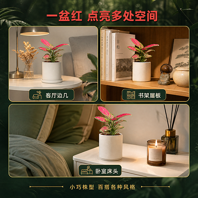 [主图-5] 多场景适配展示图，展示红宝石小苗在不同家居空间的摆放效果。
[统一基调] 热带雨林自然风，深绿与翠绿为主背景色，标题字色为朱砂红，辅助字色为米白，强调色为金色；字体为现代无衬线粗体，字号层级分明；卡片采用半透明深绿圆角轻边框，图标为线性简约风格；整体光影为午后林间漫射光，柔和自然。
[画面] 画面采用三宫格画中画布局，展示三个不同场景：左上格为北欧风客厅边几场景，红宝石小苗放在白色边几上，旁边有金属台灯与干花；右上格为日式原木风书架场景，小苗放在木质层架上与书籍摆件搭配；下方大格为现代简约卧室床头柜场景，小苗放在白色床头柜上，旁边有香薰蜡烛。每格场景中的红宝石小苗均保持原图叶片特征与红艳色泽，栽种在简约花盆中。三格之间有细金色分割线，每格下方标注场景名称。
[光影质感] 商业空间摄影质感，每个小场景都有独立的柔和自然光线，光影真实，植物与环境融合自然，整体色调统一温暖。
[配色] 各场景以各自空间色调为主，整体统一在暖调自然光下，标题朱砂红，场景标注深绿色，分割线金色。
[文字版式] 画面顶部居中主标题"一盆红 点亮多处空间"，朱砂红粗体大字。三个小场景下方分别标注："客厅边几""书架层板""卧室床头"，深绿色中号字体。底部小字"小巧株型 百搭各种风格"，金色细体。文字均在画框外区域，不遮挡场景主体。
[输出要求] 1:1方形2048*2048，三格场景清晰，植物真实，文字标注清楚；负向：植物变形、色差、画中画模糊、错字、水印、平台Logo、人物面部。