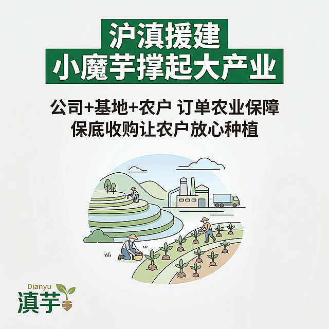 滇芋魔芋爽电商详情图产业背书，背景是干净浅灰调，上方大标题 "沪滇援建 小魔芋撑起大产业"，下方文字 "公司+基地+农户 订单农业保障 保底收购让农户放心种植"，搭配简约的乡村振兴梯田线条插画，左下角放置滇芋品牌logo，整体风格稳重真诚，突出扶贫产业背书，风格和前面保持一致，背景铺满全屏，2k分辨率