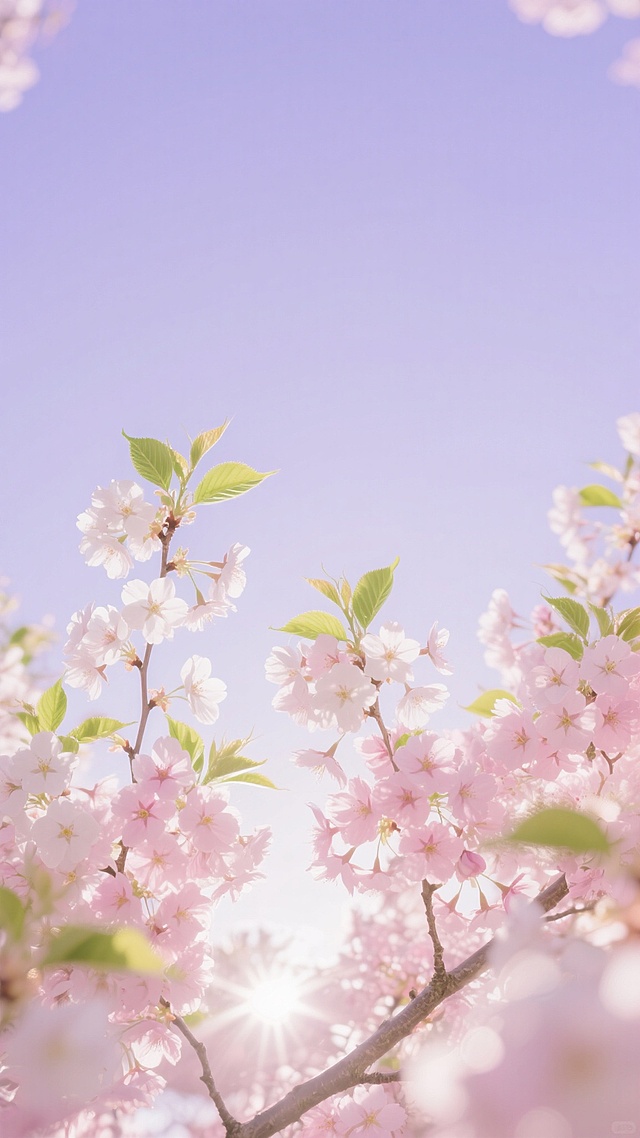 梦幻唯美的樱花盛开场景，粉色与白色渐变的樱花簇拥在画面下方，枝条向四周舒展，嫩绿的叶片点缀其间，柔和的阳光从花瓣间隙洒落形成斑驳光影，背景是清澈通透的淡紫色天空，整体呈现出明亮清新的治愈系氛围，具有细腻的色彩过渡和自然柔和的光线效果，画面构图为下密上疏的仰视视角，充满春日浪漫气息。