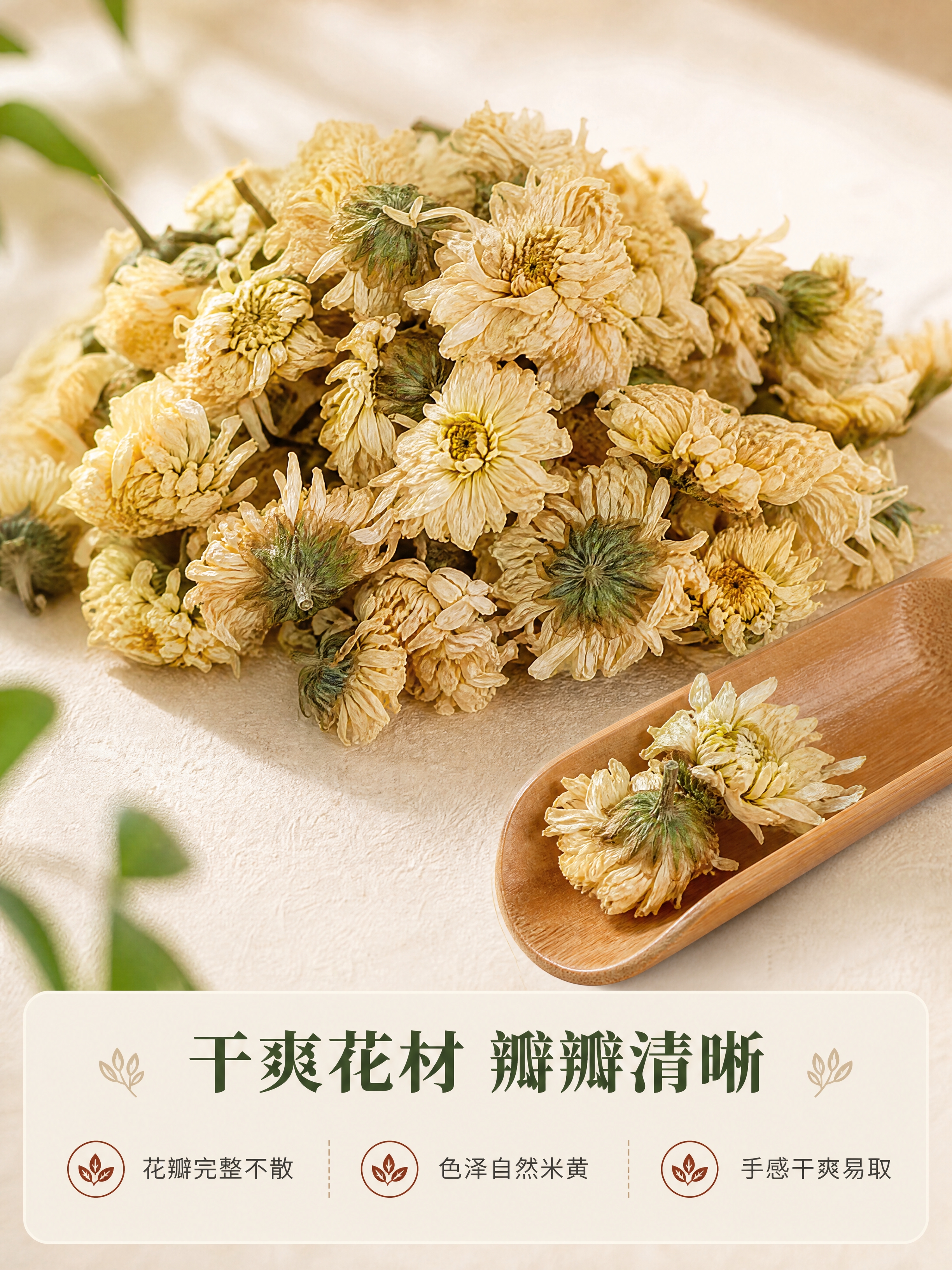 [商品] 使用【图2】盘中干菊花特写图；保留干贡菊的米黄花瓣、… - 图片创意预览