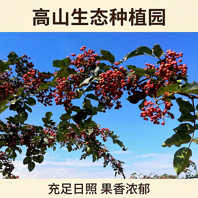[重生成主图 2] 花椒园丰产展示主图
[氛围/风格] 晴日蓝天自然风，突出丰收的喜悦与规模化种植
[画面元素] 重新裁剪构图为1:1正方形，聚焦中部挂满红果的花椒枝，调整光影增强果实红色饱和度，让红果在蓝天下更鲜艳醒目，简化背景突出主体，提升整体通透感和清晰度
[配色色系] 高饱和红果+深绿叶片+纯净蓝天，色彩明快对比强烈
[文字版式] 顶部居中主标题“高山生态种植园”加粗字体，底部标注“充足日照 果香浓郁”，文字简约不遮挡主体花椒，整体平衡舒适
[比例分辨率] 1:1比例，2k分辨率。