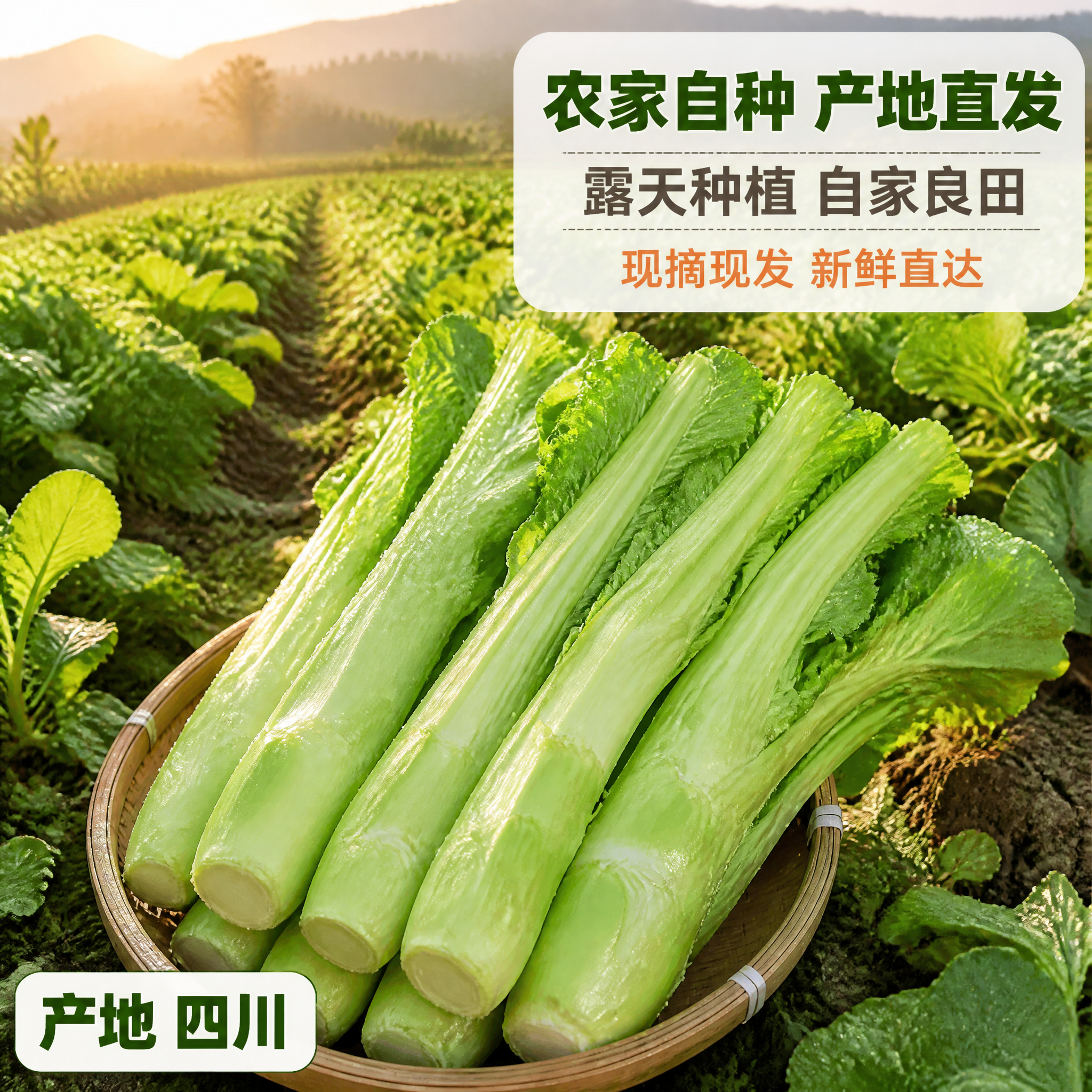 [主图-2] 农家自种棒棒菜（四川棒菜）产地溯源图，唯一任务：… - 图片创意预览