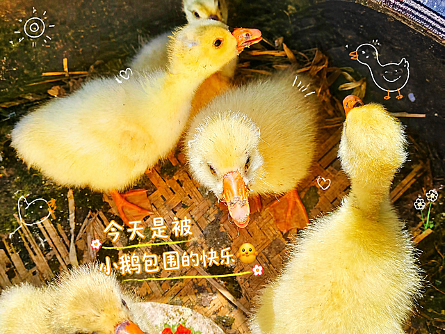 提升这张小鹅照片的清晰度，增强色彩饱和度，让小鹅绒毛更鲜亮蓬松，画面更通透突出夏日治愈感，添加简约白色线条绘制的小鹅装饰点缀，加上和夏天有关的俏皮文字“今天是被小鹅包围的快乐🐣”，保持原图比例不变，适合发朋友圈