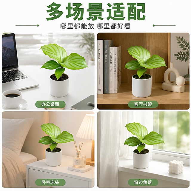 [主图-5] 青苹果竹芋苗多场景宫格图 白色背景为主
[氛围风格] 清新生活感 场景丰富 商业摄影质感
[画质] 超高清商业摄影 各场景光线统一 产品清晰真实
[元素] 画面上方主标题区 下方2x2宫格排列四个场景小图 每个小图中青苹果竹芋苗都保持外观一致。左上场景：办公桌场景 竹芋苗放在白色办公桌一角 旁边有笔记本电脑 咖啡杯 简约现代；右上场景：客厅书架场景 竹芋苗放在原木书架层板上 旁边有书籍 装饰摆件 温馨自然；左下场景：卧室床头柜场景 竹芋苗放在白色床头柜上 旁边有小台灯 香薰 柔和治愈；右下场景：窗台场景 竹芋苗放在白色窗台上 纱帘透进柔光 清新明亮。四个小图中青苹果竹芋苗均种在简约白色小花盆中（仅场景图中加花盆 产品本身保持带土团形态一致）。保持青苹果竹芋苗外观（即物理结构 材质质感 颜色 叶片形态）与输入产品图绝对一致 杜绝任何变形和色差 精细化处理
[光影] 统一柔和自然光 各场景光线方向一致 偏左上主光 整体明亮温暖 阴影柔和
[配色] 主色翠绿 白色 原木色 辅色浅灰 米色 深绿文字
[视角构图] 上标题下宫格布局 四个场景小图等大排列 间距均匀 整体1:1比例
[文字版式] 顶部居中主标题"多场景适配" 深绿色粗体大号无衬线 下方小字"哪里都能放 哪里都好看"。四个小图下方各配场景名称标签：左上"办公桌面" 右上"客厅书架" 左下"卧室床头" 右下"窗边角落"。标签为浅绿色圆角矩形 白字 小字号居中。所有文字清晰可读
[输出要求] 1:1比例 文字清晰锐利 超高清商业摄影质感
[负向提示词] 变形 文字错乱 产品模糊 背景杂乱 水印 电商平台Logo