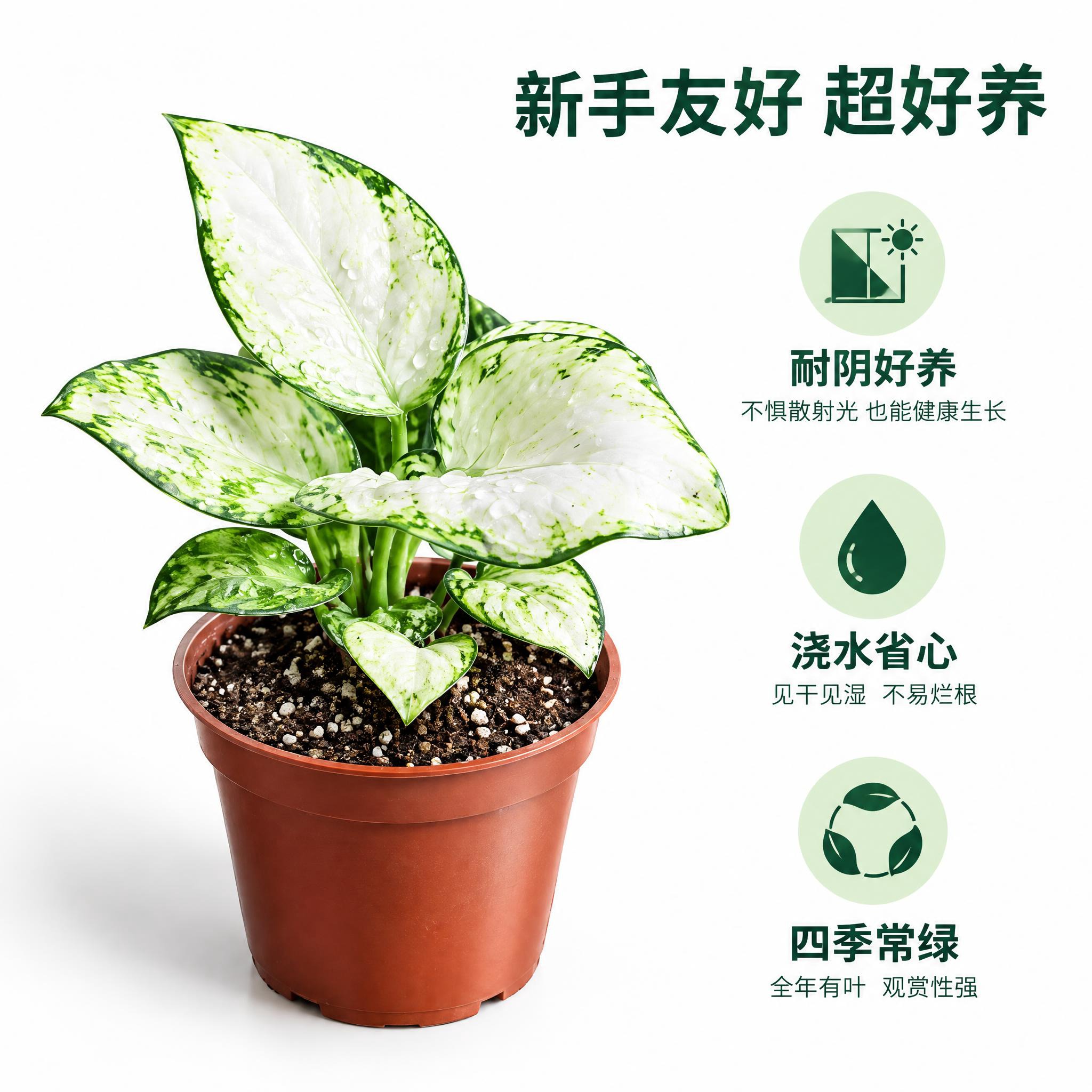 [主图-8] 养护卖点信息图 唯一任务：展示粗肋草好养易活的核… - 图片创意预览