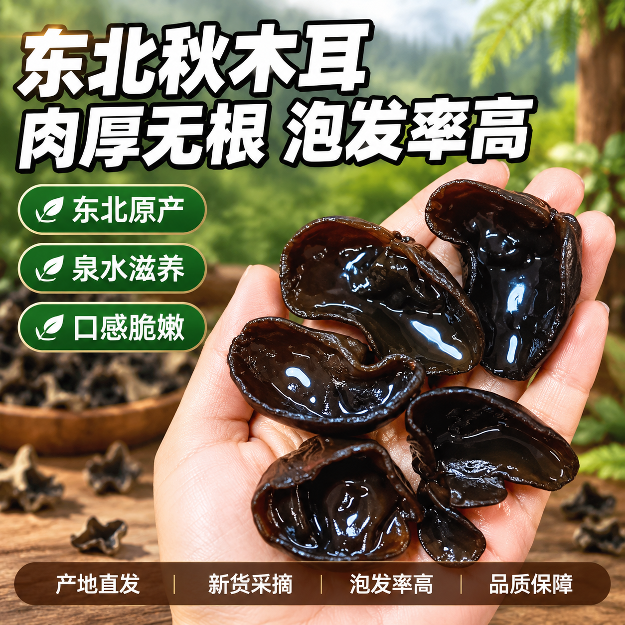 [单张主图] 东北秋木耳爆款促销感主图，淘宝天猫平台，1:1比… - 图片创意预览