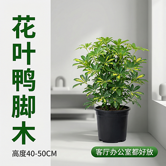 [主图主题] 花叶鸭脚木室内绿植盆栽首图
[氛围/风格] 现代简约家居风格，清新自然，明亮自然光，适合办公室和客厅摆放
[画面元素] 花叶鸭脚木盆栽居中展示，植株高度约45厘米，叶片茂密翠绿带黄色斑纹，原盆黑色塑料盆，背景为简约浅灰色客厅角落，干净整洁，自然光从侧面照射，光影柔和，主体突出，背景略微虚化营造景深
[配色色系] 主色调：自然绿色；辅助色：深灰背景、黑色花盆
[视角构图] 正面平视，主体占画面约60%，构图平衡
[文字版式] 主标题“花叶鸭脚木”字号最大，粗无衬线体，深绿色，悬浮于画面左上角；副标题“高度40-50CM”字号稍小，深灰色紧随其后；右下角绿色胶囊标签“客厅办公室都好放”文字白色。整体采用左文右图布局，文字不遮挡主体。
[比例分辨率] 2k分辨率