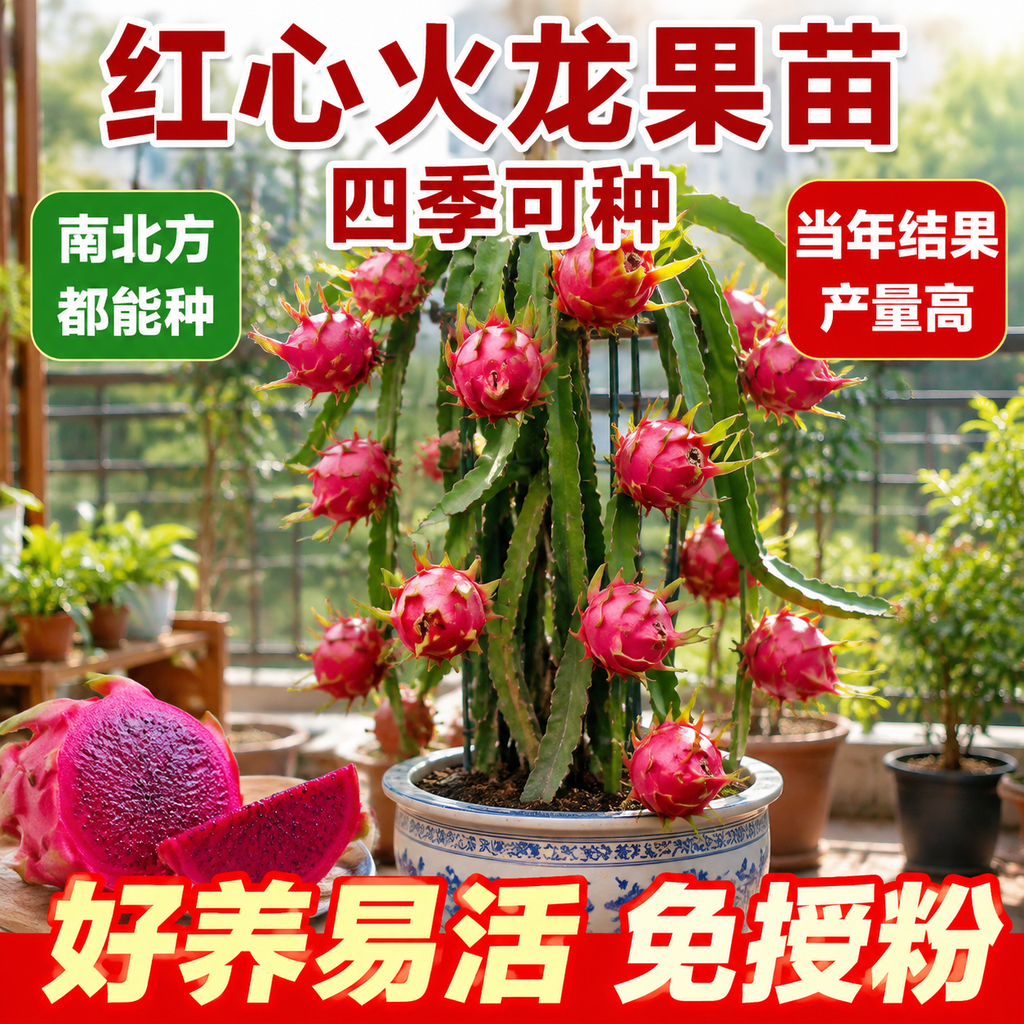 淘宝天猫电商主图，1:1正方形，红心火龙果苗盆栽种植商品主图，… - 图片创意预览