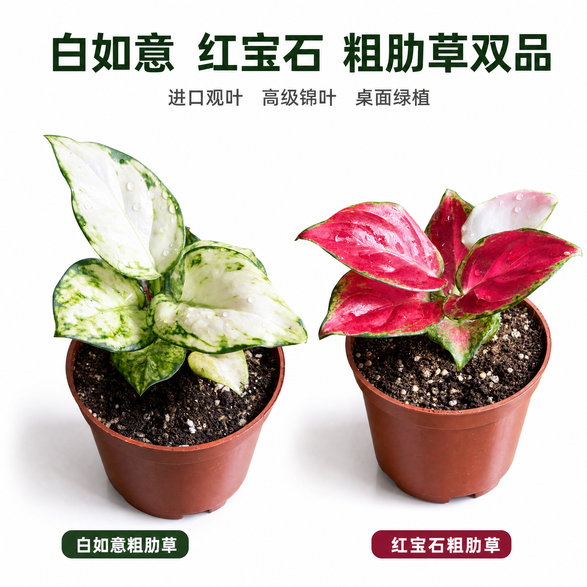 [主图-1] 双品英雄白底主图 展示白如意粗肋草与红宝石粗肋草… - 图片创意预览