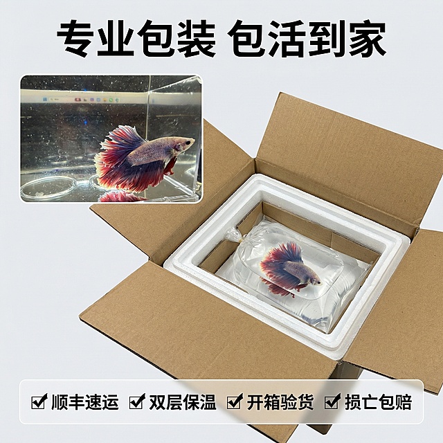 [主图 3] 重新生成包装服务展示
[主图主题] 斗鱼包装发货服务承诺
[氛围/风格] 专业靠谱，安心保障，真实质感
[画面元素] 原图片中的泰国斗鱼保持外观100%一致，左上角小图展示斗鱼，右下角展示包装好的快递盒（加厚泡沫包装盒），清晰看到专业包装结构，背景简洁干净
[配色色系] 主色调：牛皮纸包装棕，斗鱼本身色彩，浅灰背景
[视角构图] 拼图布局，主次分明
[文字版式] 主标题“专业包装 包活到家”，底部横向排列四个服务亮点：【✔ 顺丰速运 ✔ 双层保温 ✔ 开箱验货 ✔ 损亡包赔】，黑色无衬线字体，半透明浅灰底，整体清晰易读，排版整齐，不遮挡主体
[比例分辨率] 1:1 比例，2k 分辨率，严格保留斗鱼原有外观特征