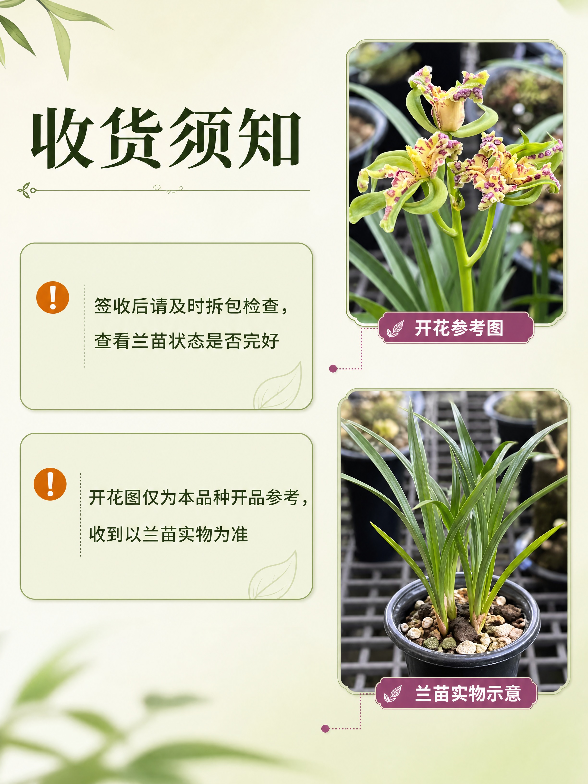 [商品] 使用【图1】好运牡丹兰花；保留奇花多瓣独特花型、黄绿… - 图片创意预览