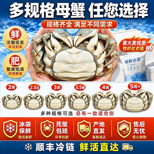 [主图-6] 母蟹规格与售后保障图 突出规格齐全 死蟹包赔 拼多多爆款风格
[统一基调] 拼多多爆款大字风格 主色橙红+金黄 主标题粗黑体大字 辅助文案白色黑体 强调色金黄 背景暖色调 食欲感强 性价比氛围
[画面] 鲜活母蟹放在画面中央 周围展示不同规格的母蟹大小对比 旁边有冰袋 泡沫箱等包装元素 底部展示售后保障图标 整体信息丰富 促进下单
[光影质感] 明亮干净的商业摄影质感 母蟹清晰 包装元素精致 整体专业可信
[配色] 背景蓝色渐变代表冷链 主标题白色粗黑体 图标金黄色 母蟹青壳白肚突出
[文字版式] 上方大标题"多规格母蟹 任您选择" 中间展示2两 2.5两 3两等规格示意 下方横向排列服务承诺"冰袋保鲜""死蟹包赔""产地直发""售后无忧" 底部小字"顺丰冷链 鲜活直达" 文字清晰排列 不遮挡主体
[输出要求] 1:1正方形 2048x2048 文字清晰可读 产品清晰完整 禁止变形错字模糊杂乱水印平台Logo 禁止绝对化用语 禁止出现顺丰官方Logo