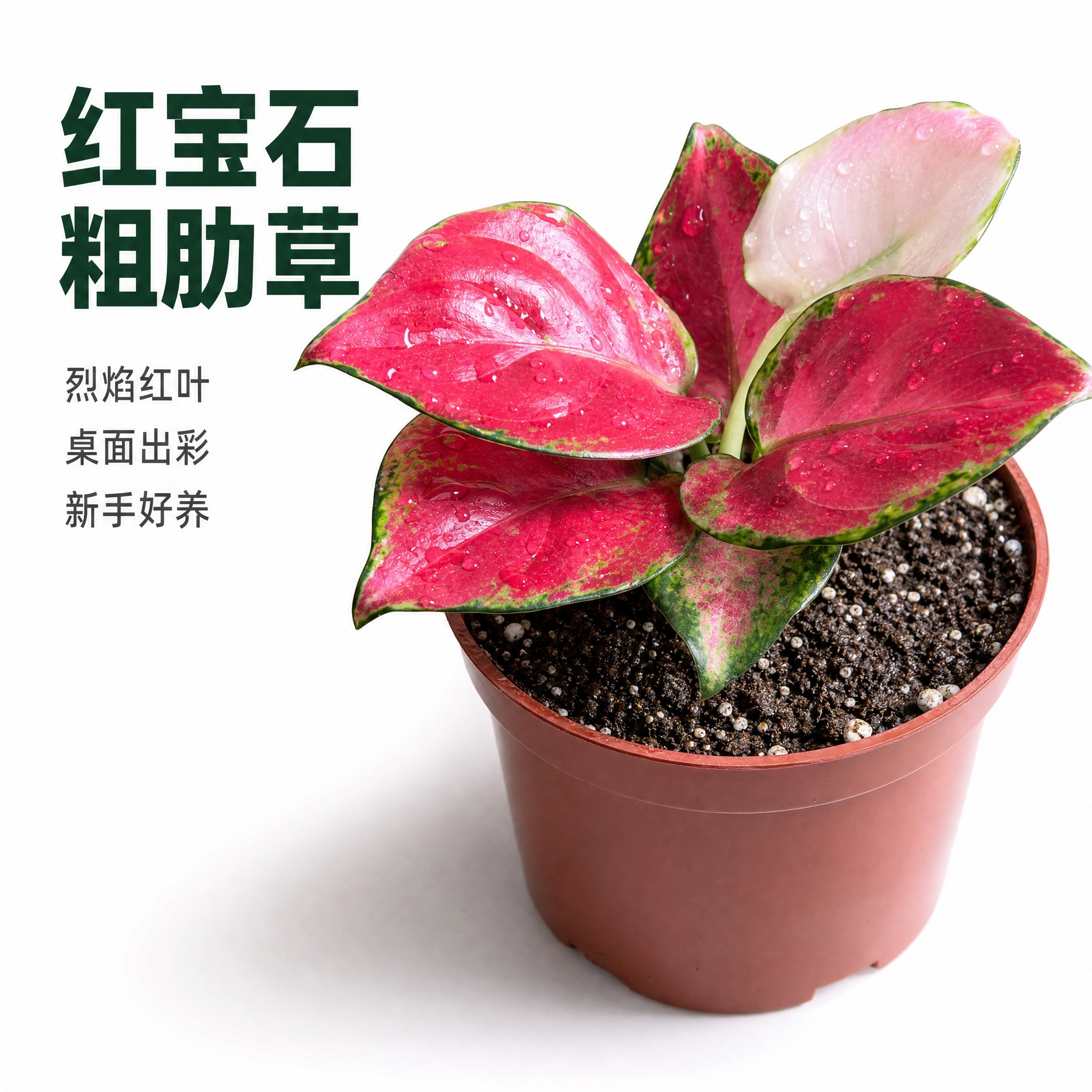 [主图-2] 主题：红宝石粗肋草单品特写主图，亮白背景突出叶片… - 图片创意预览