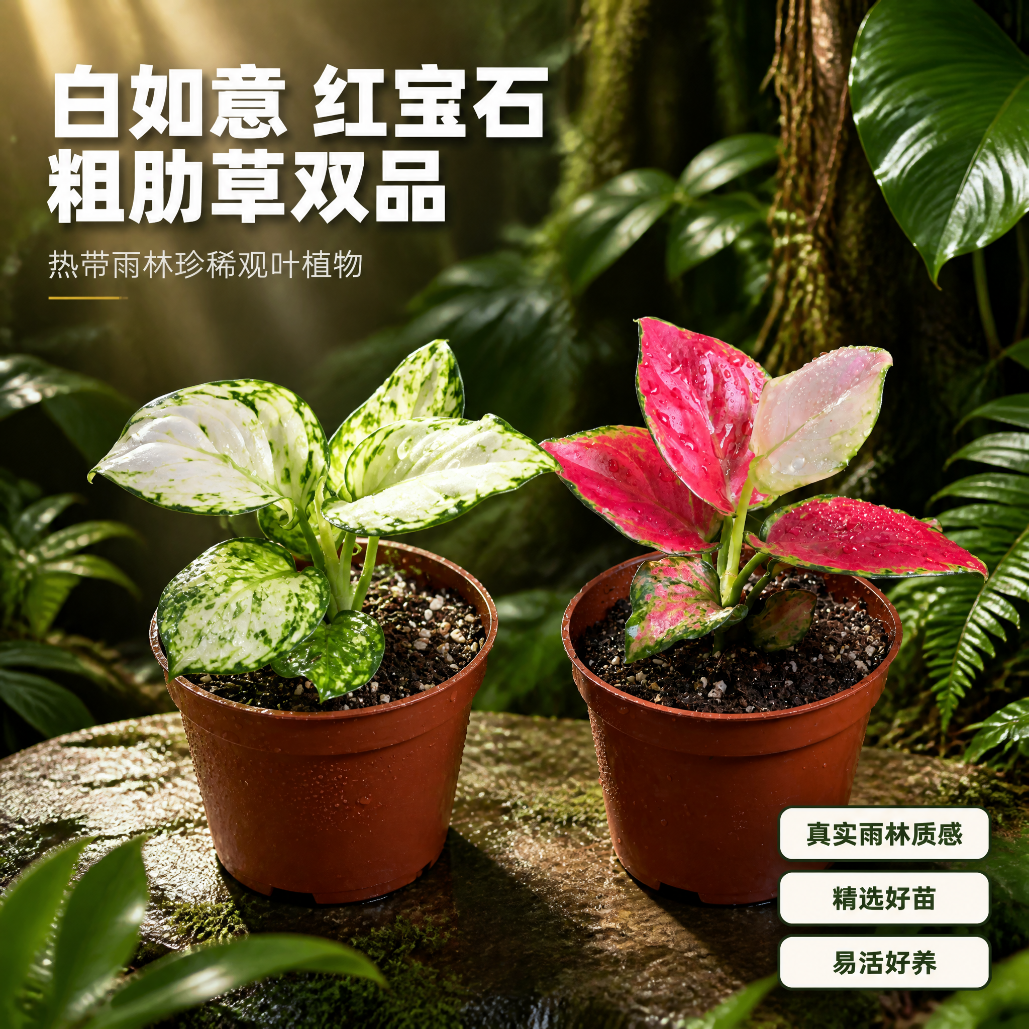 [主图-1] 白如意粗肋草与红宝石粗肋草 热带雨林双品英雄主图… - 图片创意预览