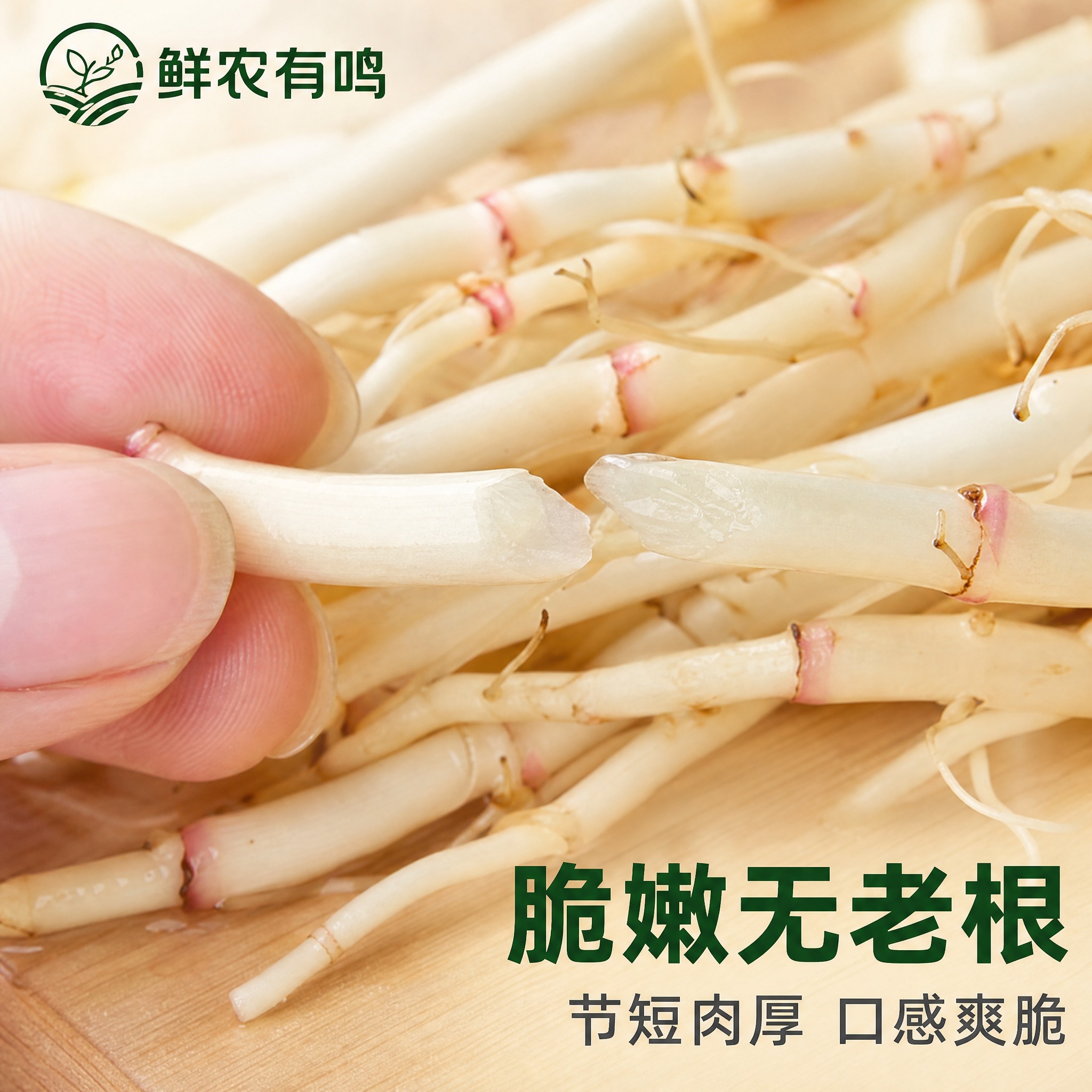 [主图-3] 折耳根 鱼腥草 细节微距 嫩根脆嫩质感。 [统一… - 图片创意预览