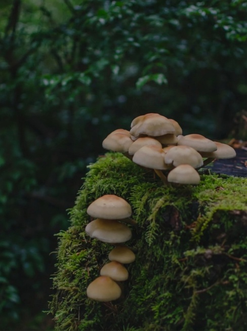 消除文字预览效果